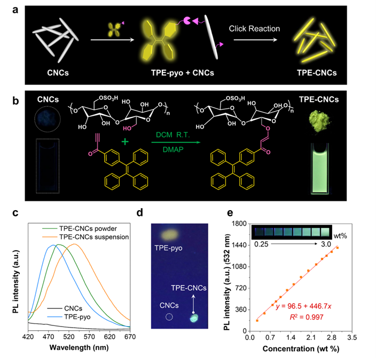 Dorsoventral gradient hydrogel fiber actuators visualized by AIEgen-conjugated nanoparticles