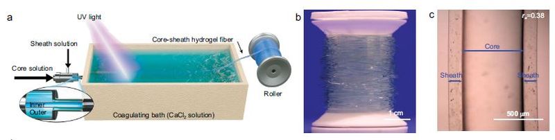 Integrated dynamic Wet Spinning of Core-sheath Hydrogel Fibers for Optical-to-brain/tissue Communications