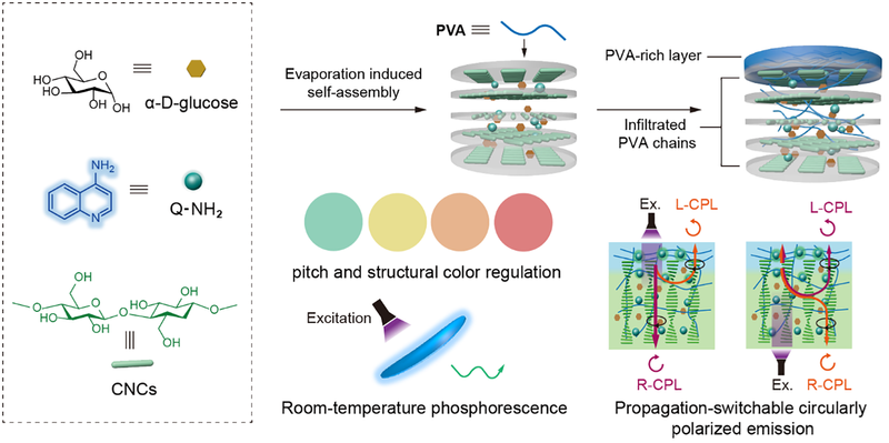 Mechanically robust cellulose nanocrystal photonic films with propagation-switchable circularly polarized room-temperature phosphorescence