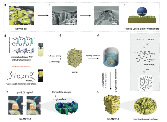 Superhydrophobic and Multifunctional Aerogel Enabled by Bioinspired Salvinia Leaf-Like Structure